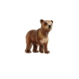 Ours Brun Jeune