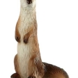 Loutre d'Europe
