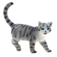 Chatte des Chartreux Minka