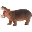Hippopotame