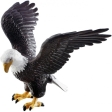 Aigle à tête blanche