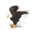 Aigle à tête blanche