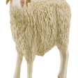 Mouton