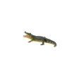 Alligator