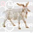 Bouc