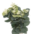 Composition eucalyptus Suza haut 38 cm