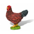Poule brune