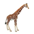 Girafe Mâle