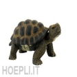 Tortue Terrestre