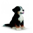 Bouvier bernois chiot Joy
