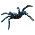 Ornithogale bleue
