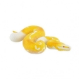 Python royal albinos